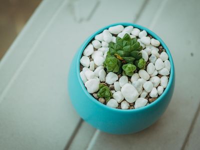 Zen stones and a small green plant on a table.